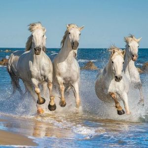 Meet your Posher, Gwen